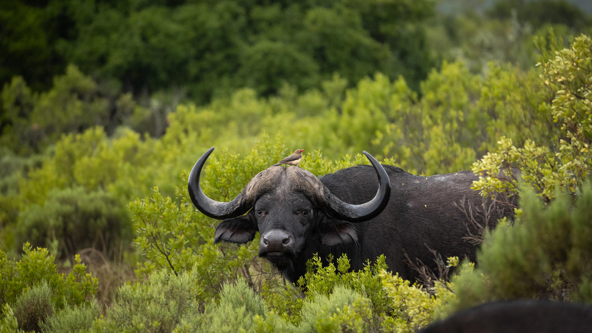 Buffalo hiding in bush at Pumba