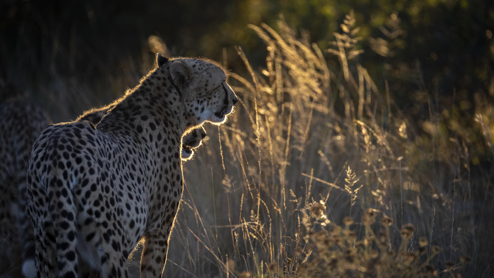 Cheetah stading up, sun catching the grass makes this a beautiful picture in Pumba Reserve