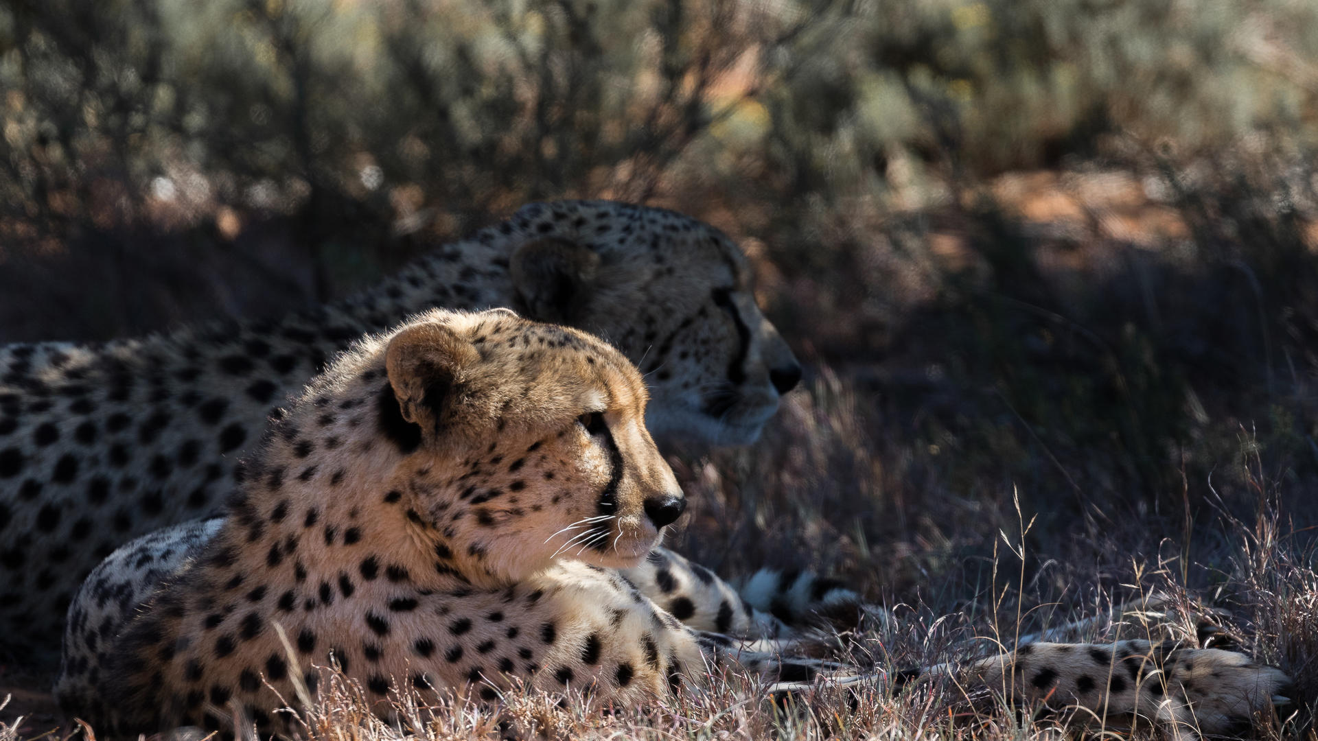 Laying down cheetahas at Pumba
