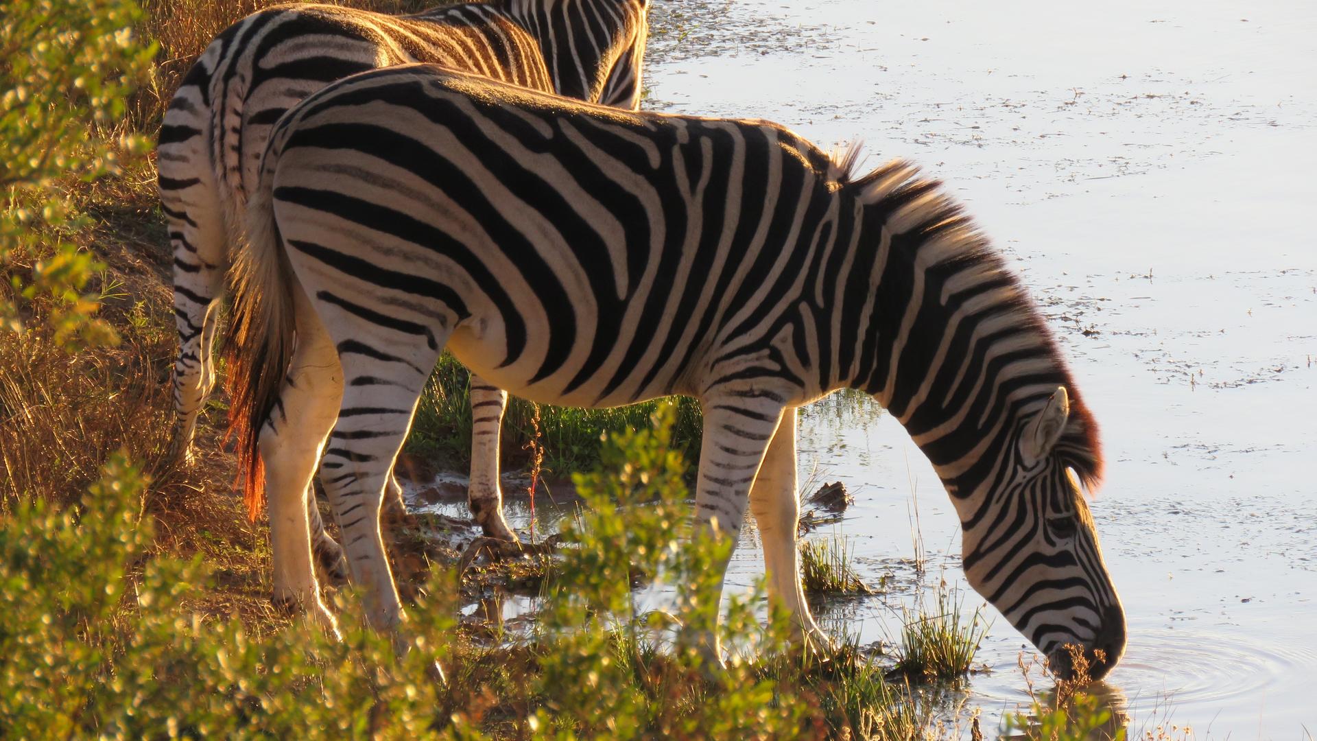 Zebra stading at the edge of the water, drinking at Pumba