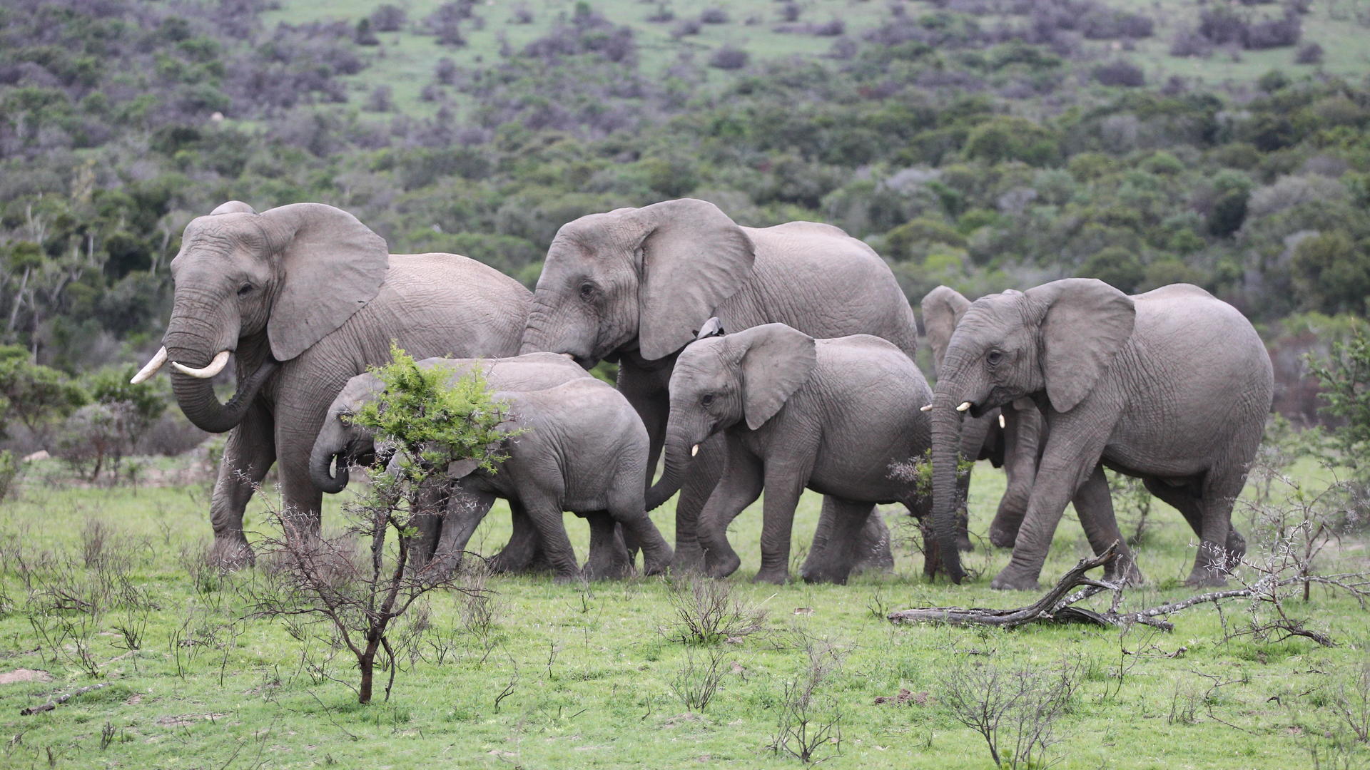 Heard of elephants walking closely together at Pumba