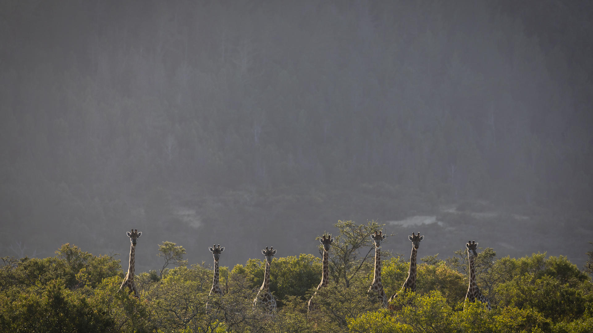 Really cool picture of Giraffe heads sticking out above the trees, an overcast sky in Pumba
