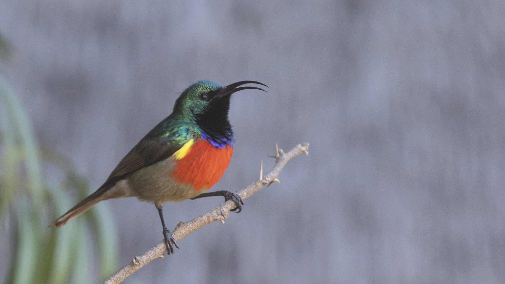 Colourful double breasted sunbird found in Pumba