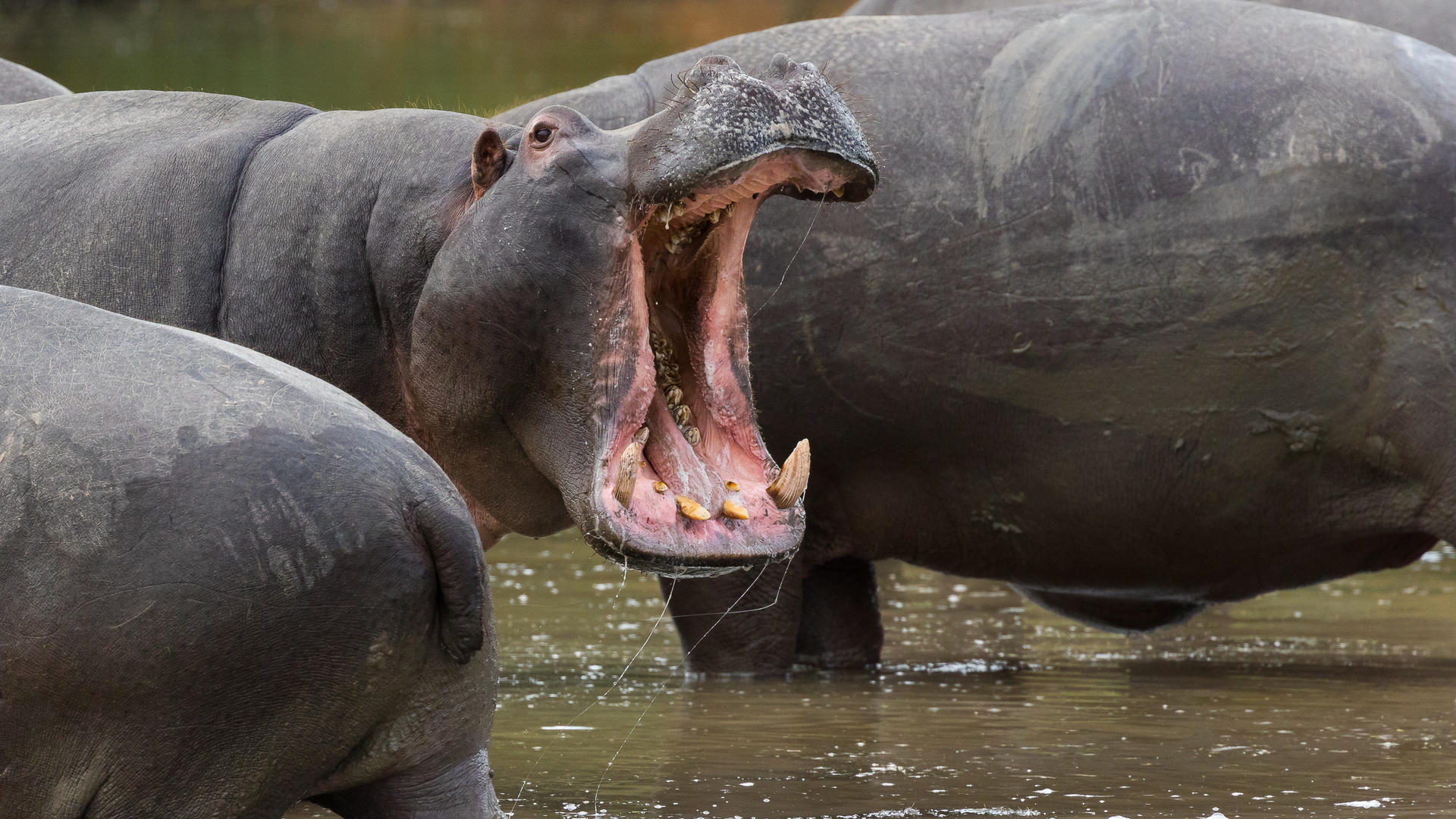 Yawning Hippo in Pumba