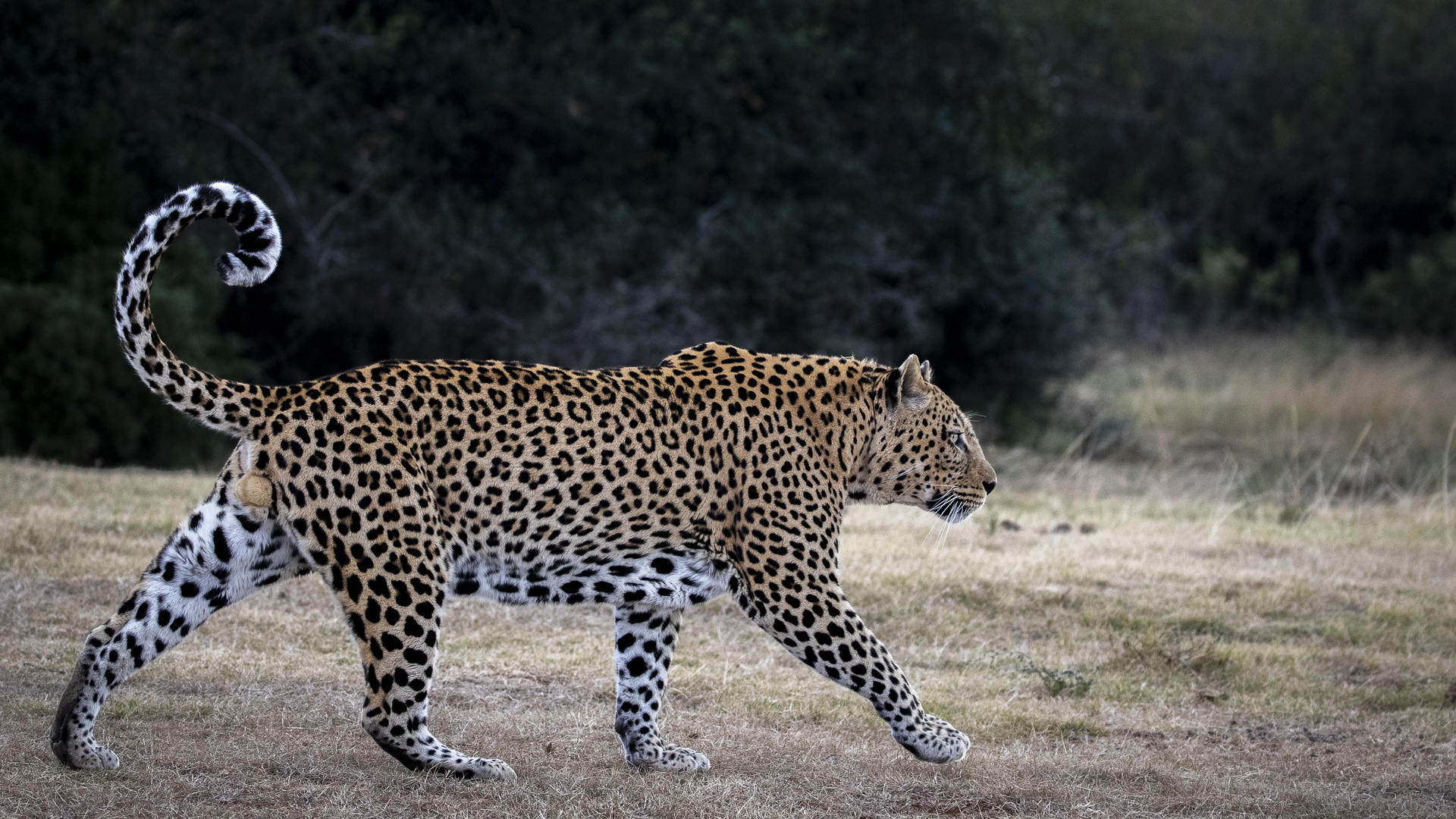 Beautiful strong looking Leopard Male walking with meaning.