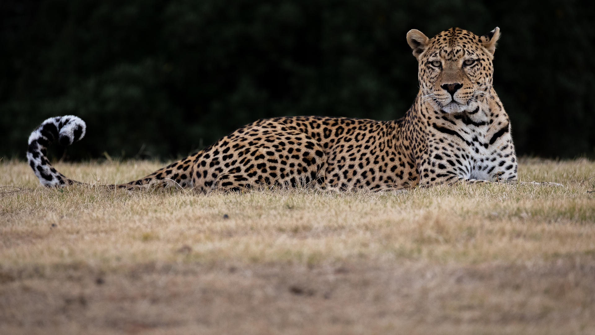 Leopard lying down looking at the camera