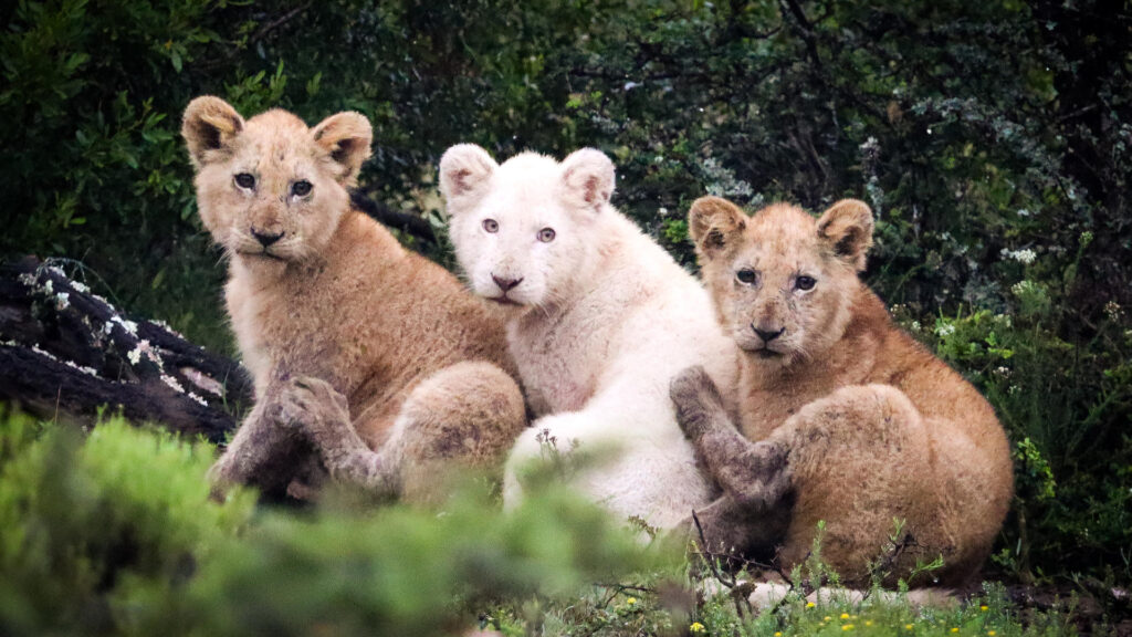 3 lions cubs cuddling in a row - the centre cub a white lion.