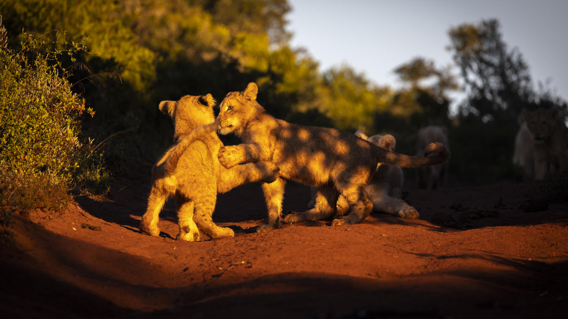 Pumba Lion cubs playing