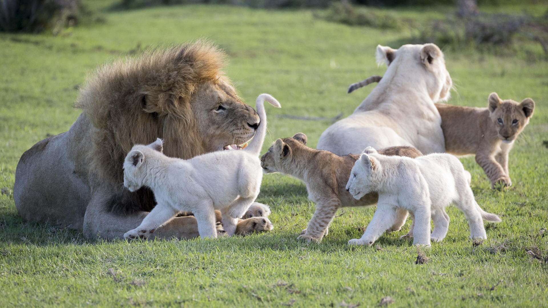 Pride of lions with a mix of white lions.
