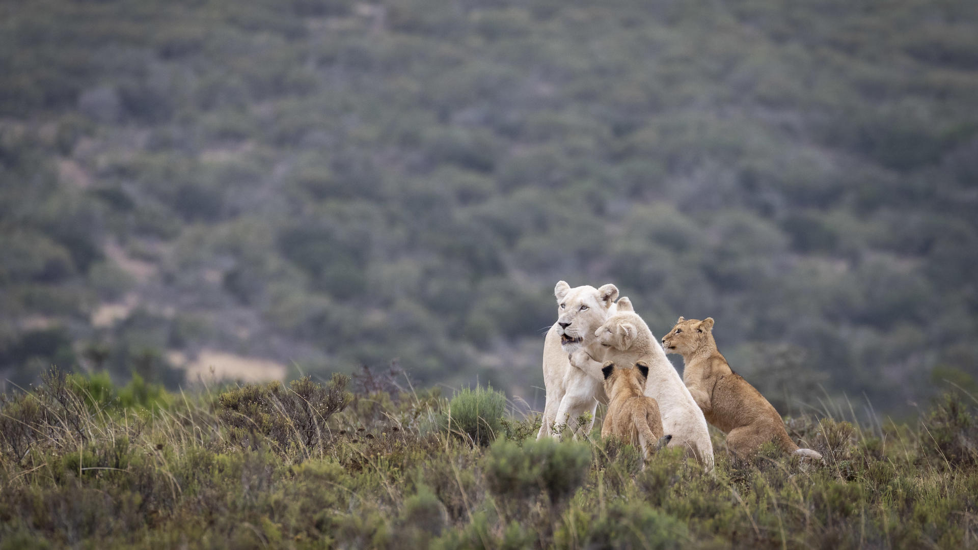 Pride of Lions, White Lion mom and her cubs in Pumba