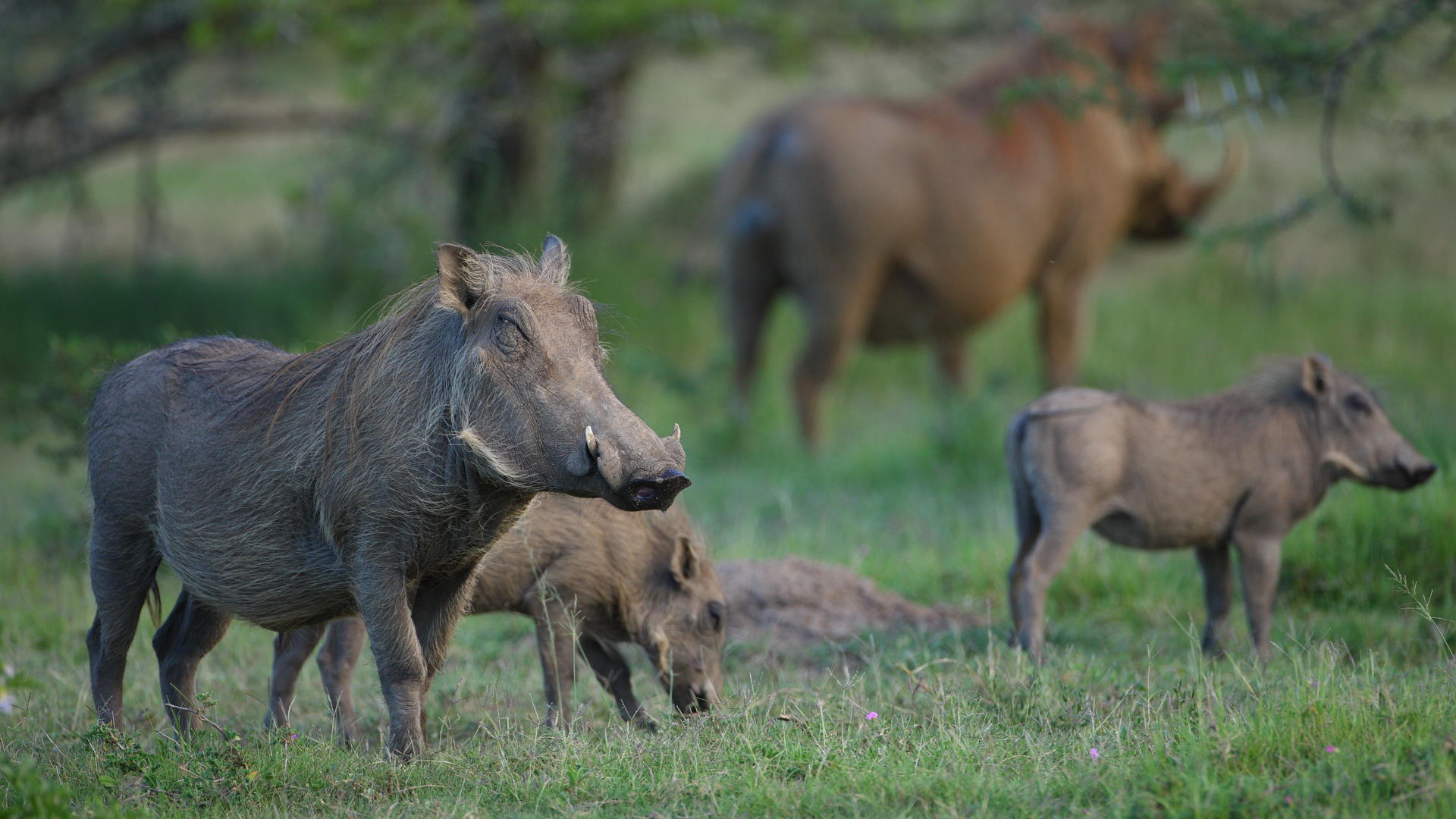 Waterhogs in Pumba.