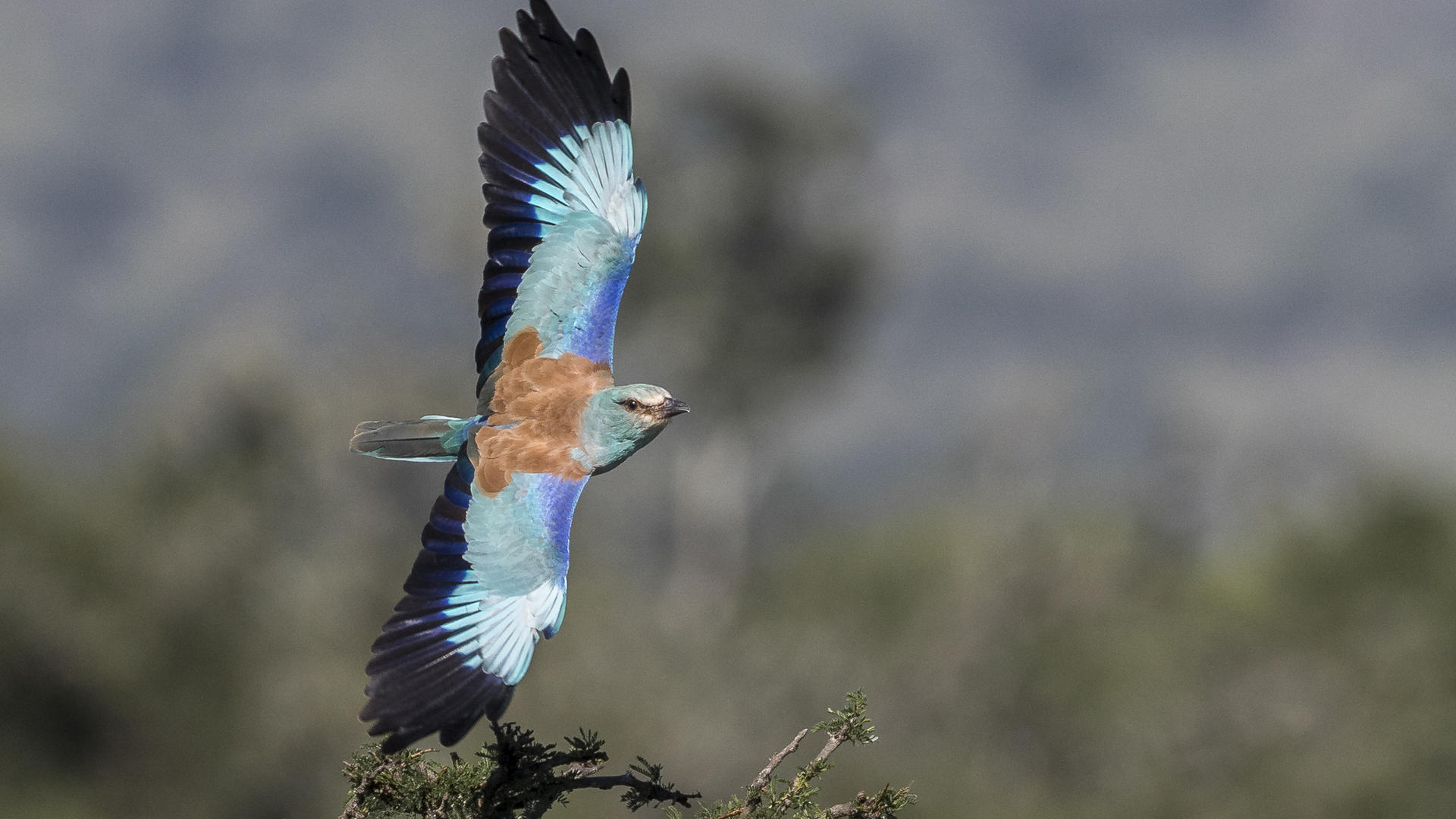 Flying Lilac Breasted Roller.