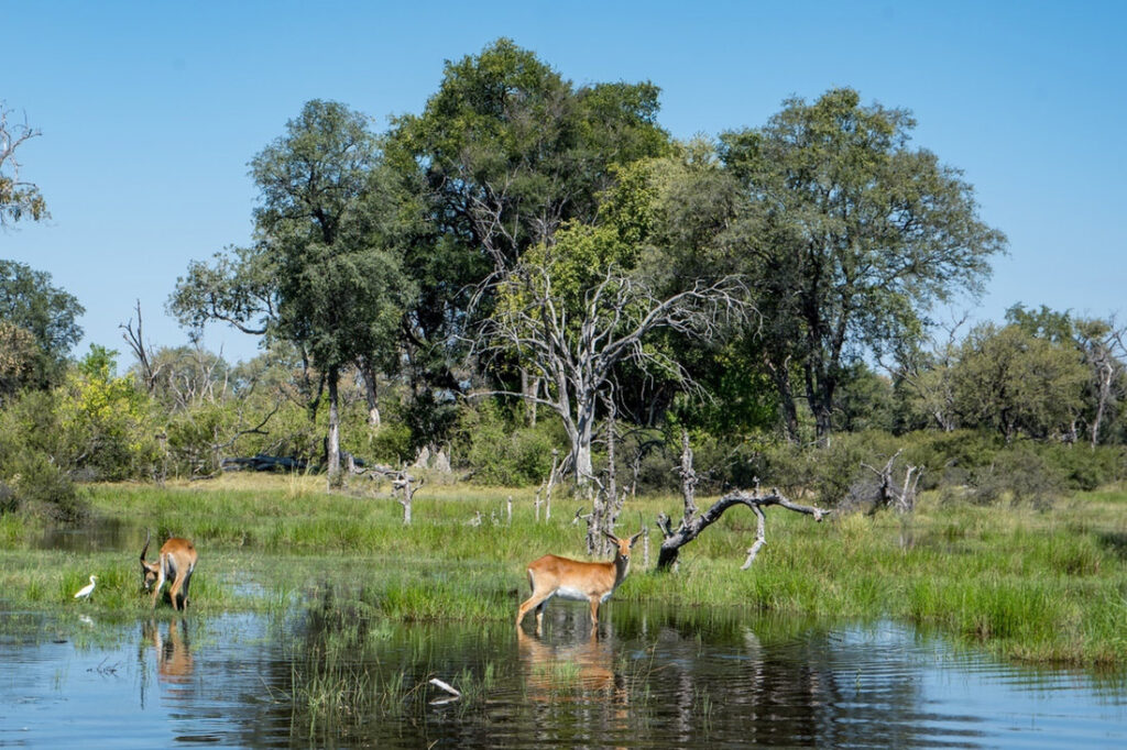 Okavango Delta: A breathtaking landscape featuring a group of red lechwe grazing amidst the lush wetlands, highlighting the region's unique wildlife and natural beauty.