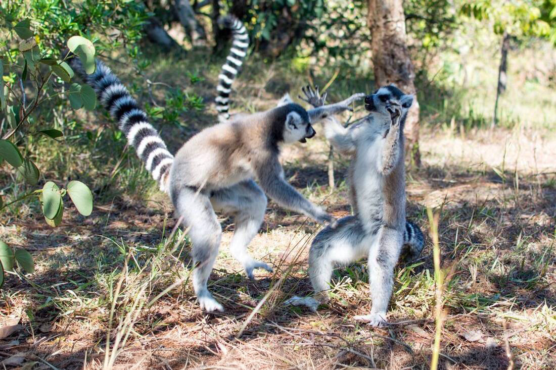 2 Ringtailed lemur that look like they're play fighting or dancing. Typical behaviour for these Madagascar Primates.