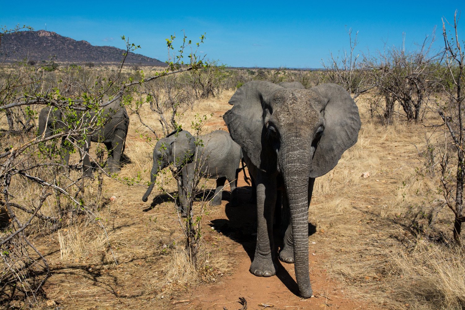 Elephants and calf, with one elephant looking directly at the camera