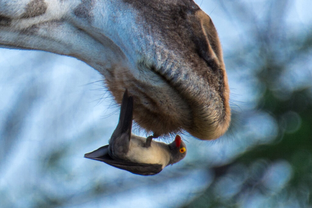 Ox-pecker on the chin of a giraffe getting a tasty morsel