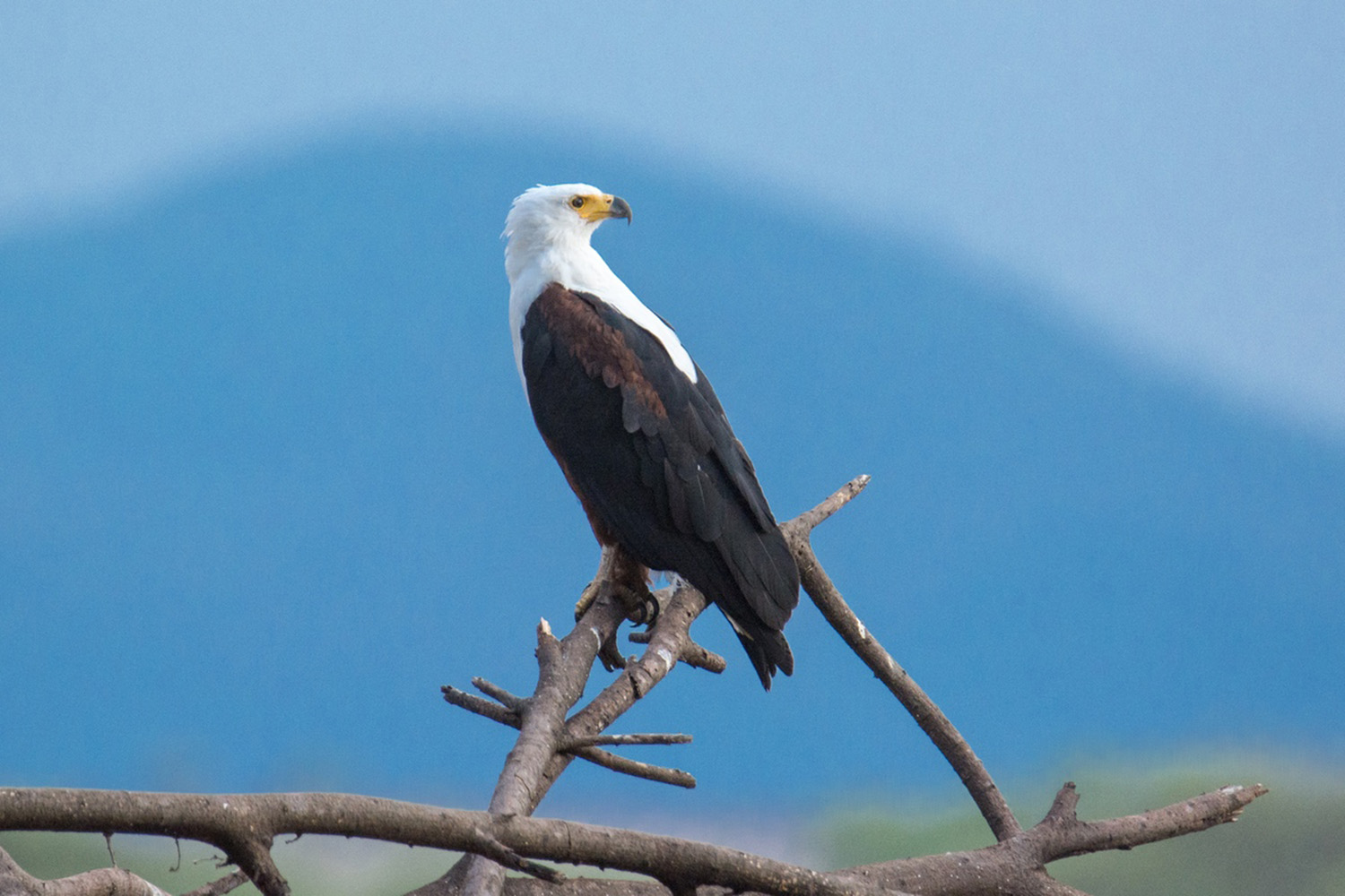 Fish eagle surveying the last fromt he top of a dead tree.