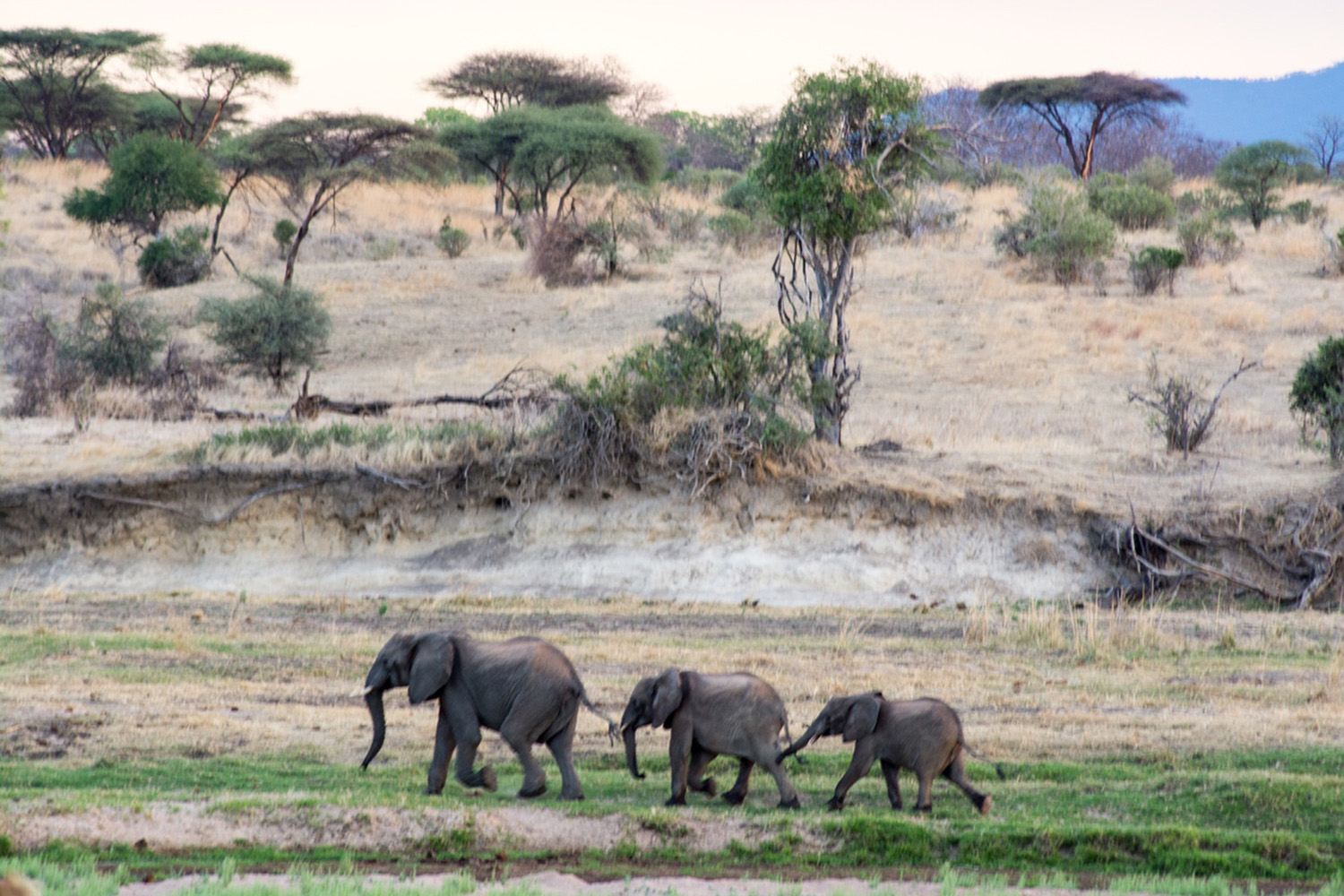 Small herd of elephant walking in tow across the scene