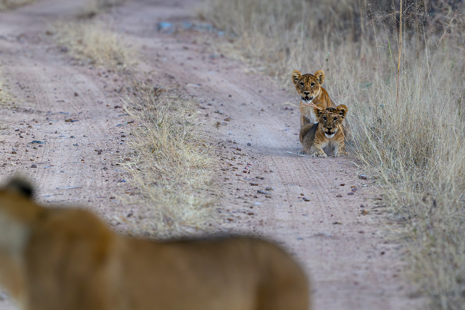 Lioness and her cub moving across the dirt road