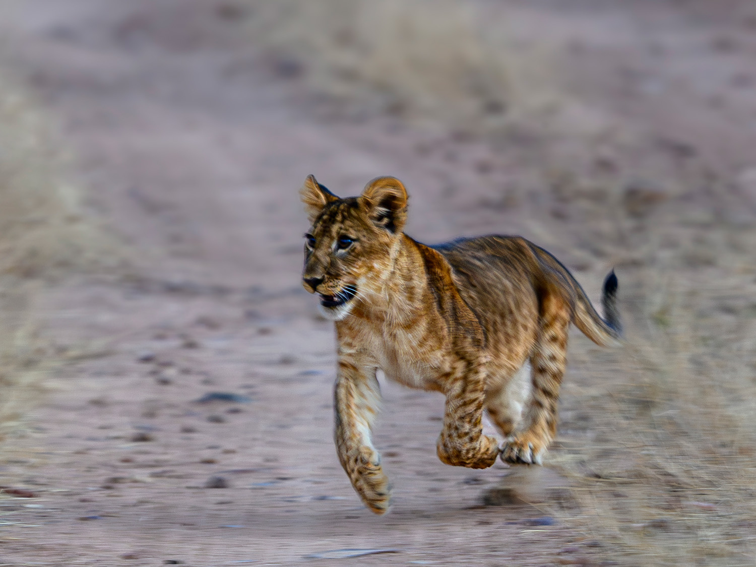 Small lion cub running across the dirt road