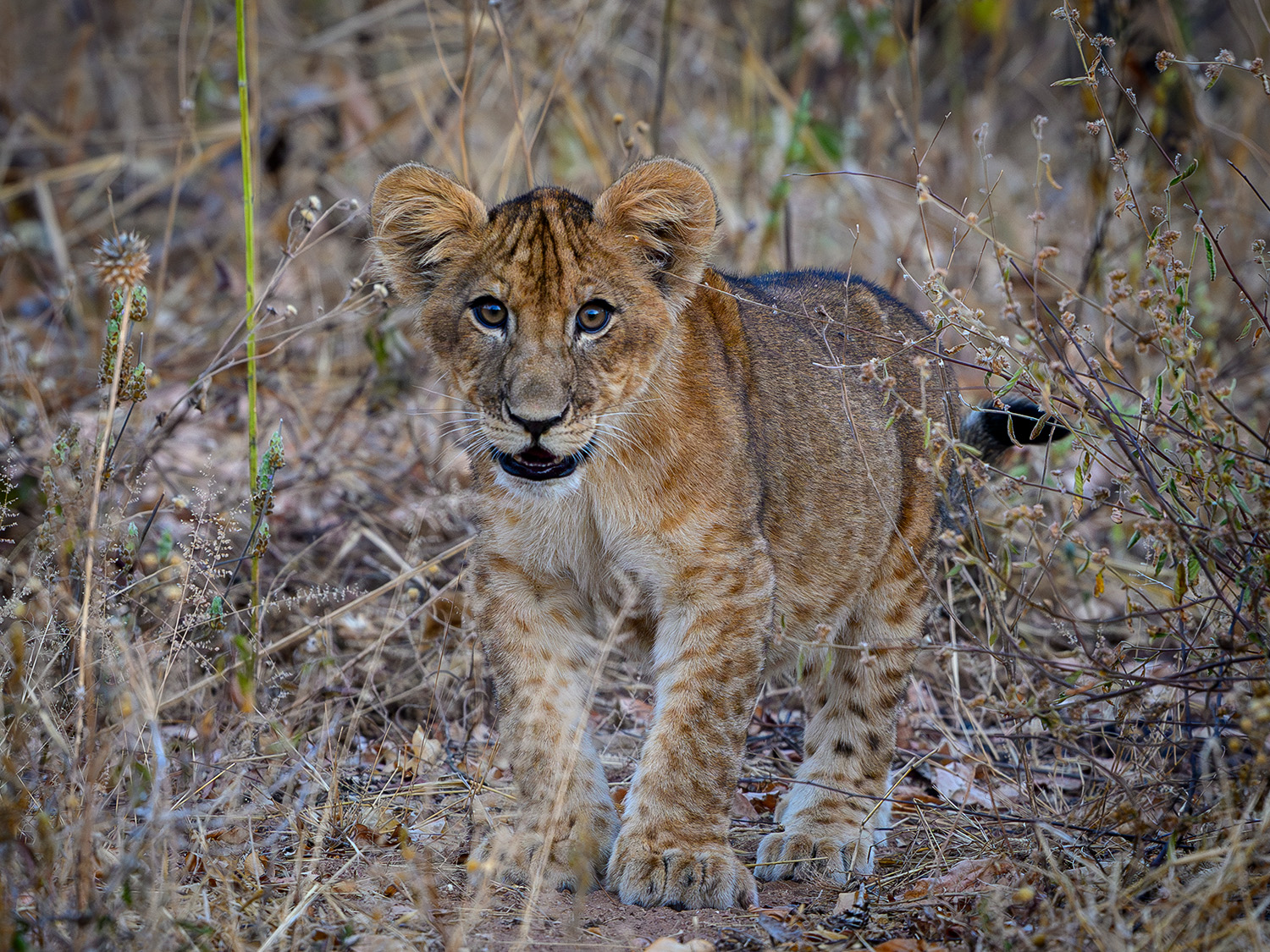 Small lion cub, surrounded by dead shrub, looking ahead wearily at the photographer