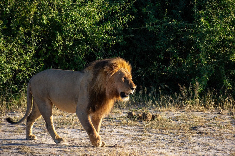 Lone male lion walking through an opening surrounded by shrub
