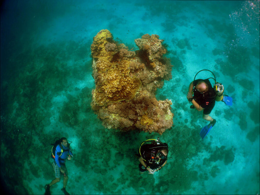 Pemba Island, Tanzania – three scuba divers exploring the vibrant underwater fauna, showcasing the island's rich marine life and exceptional diving opportunities.