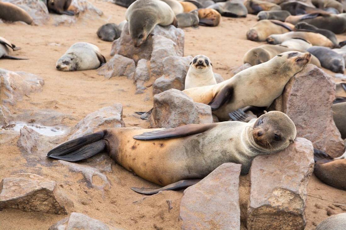 Seals chilling on the Skeleton Coast Beach, using rocks for pillows while taking a nap.