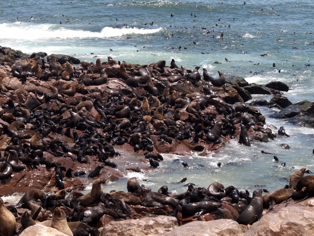 Huge seal colony at Cape Cross on the Skeleton Coast