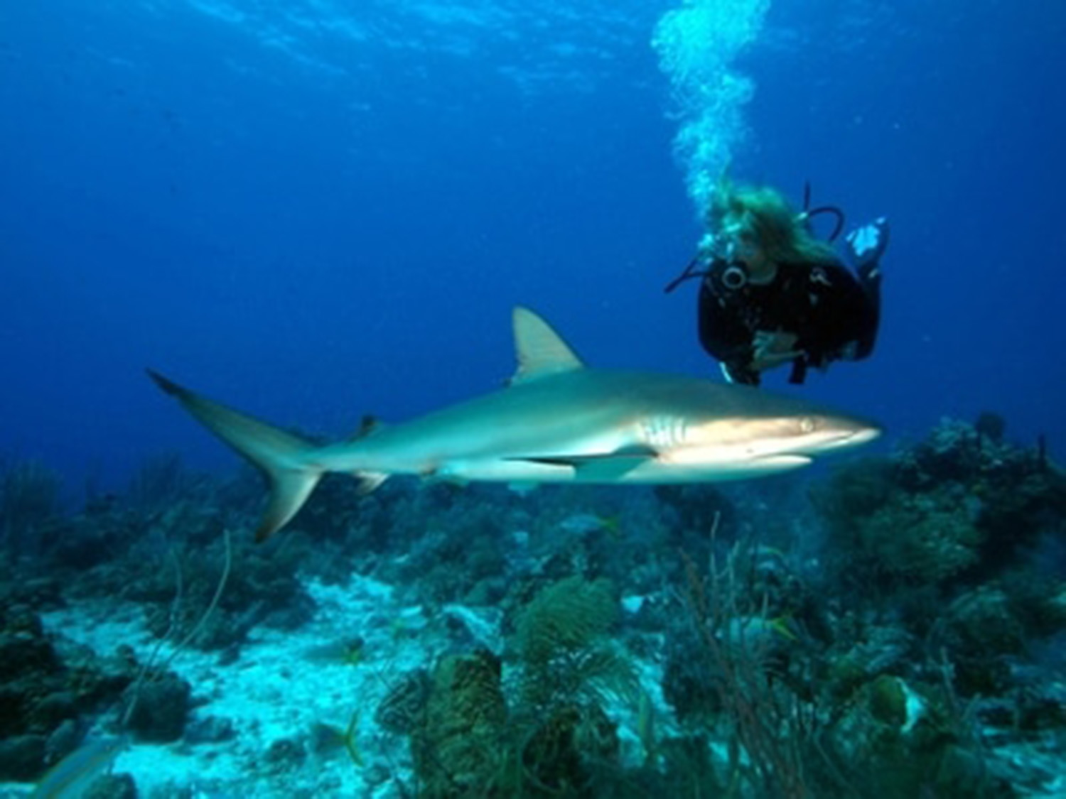 Scuba Diver with a shark.