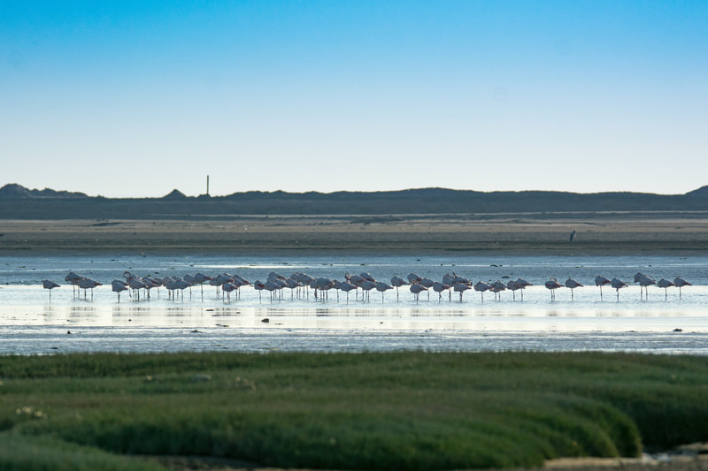 Flamingoes on the Skeleton Coast taking a rest