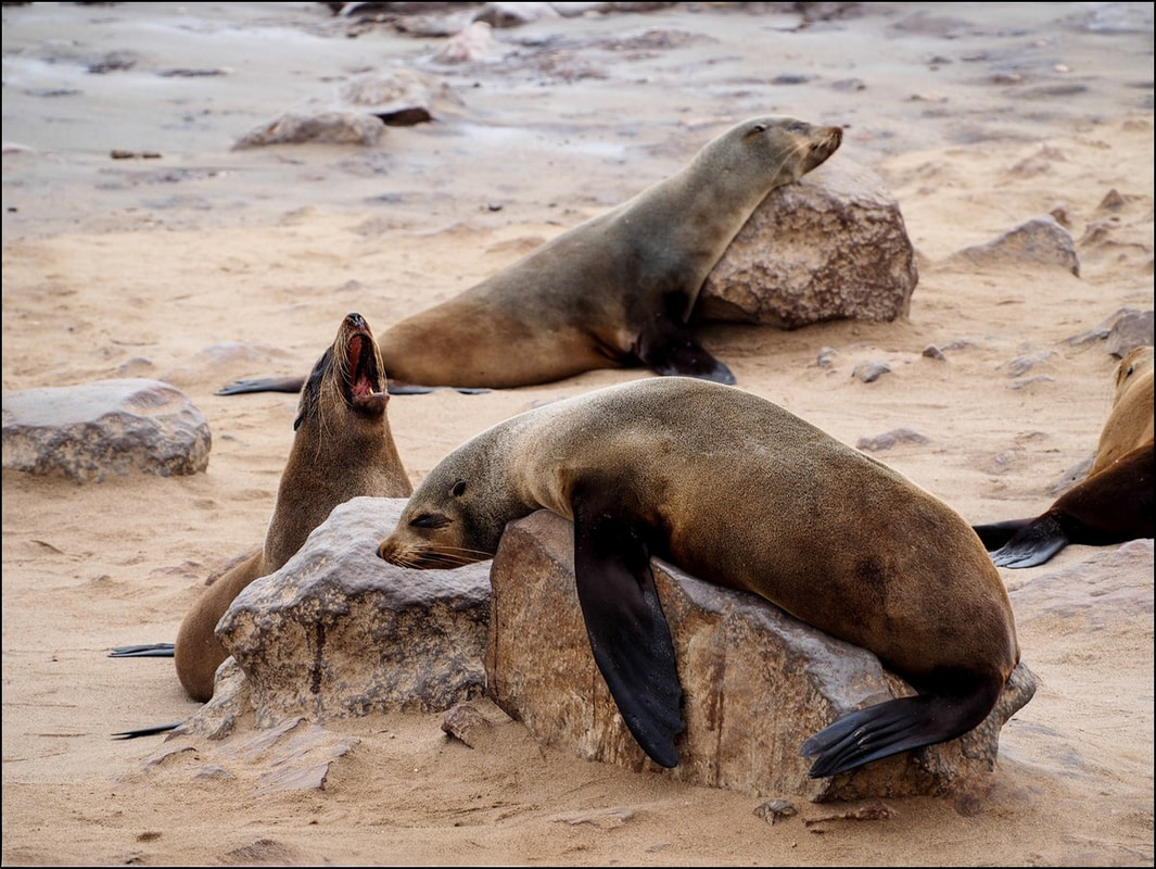 Skeleton Coast beach with Cape Cross Seals taking a nap.