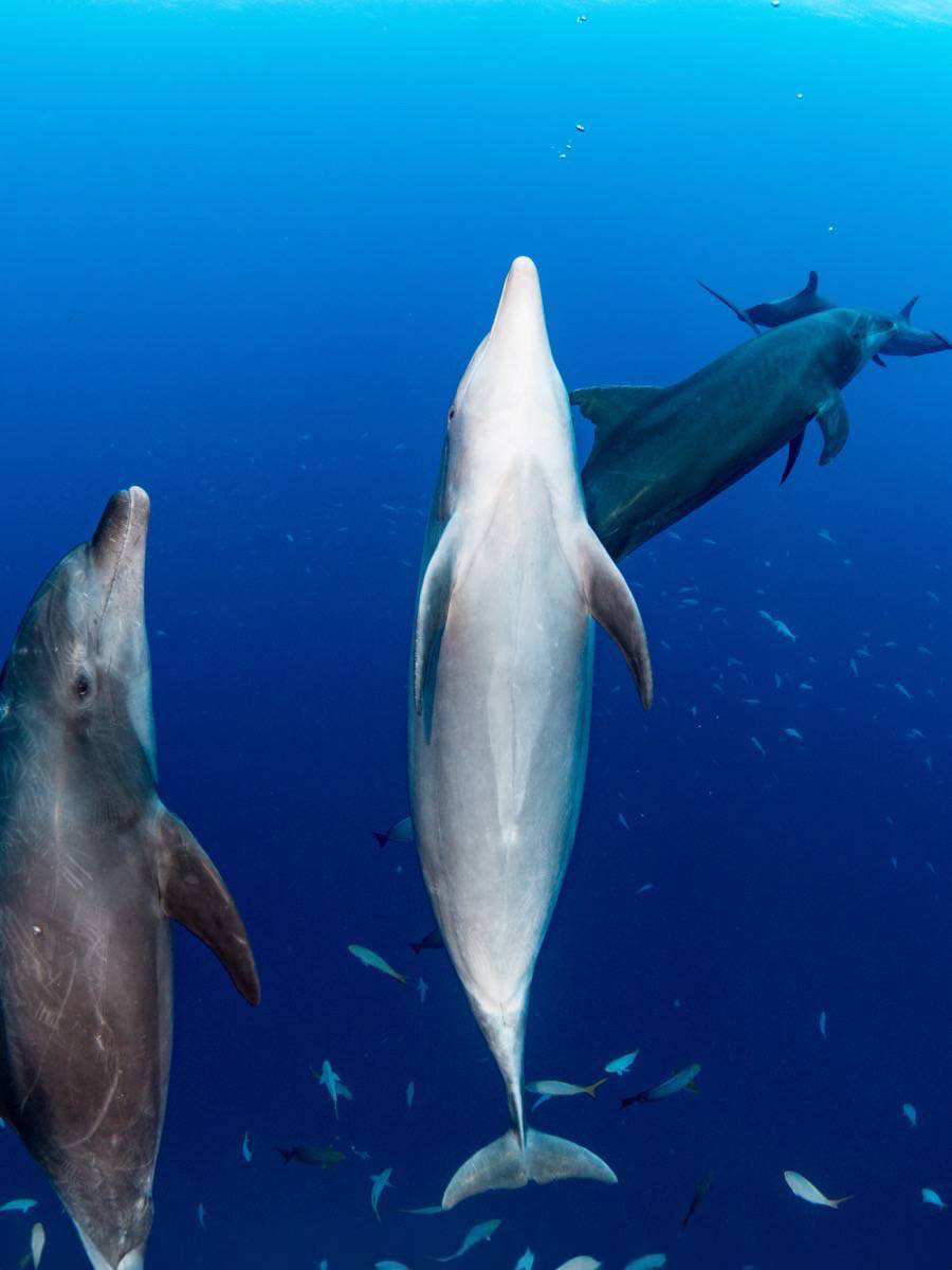 Dolphin showing it's belly to the cameraman, head facing up with 2 other dolphins in the picture at Socorro while scuba diving.