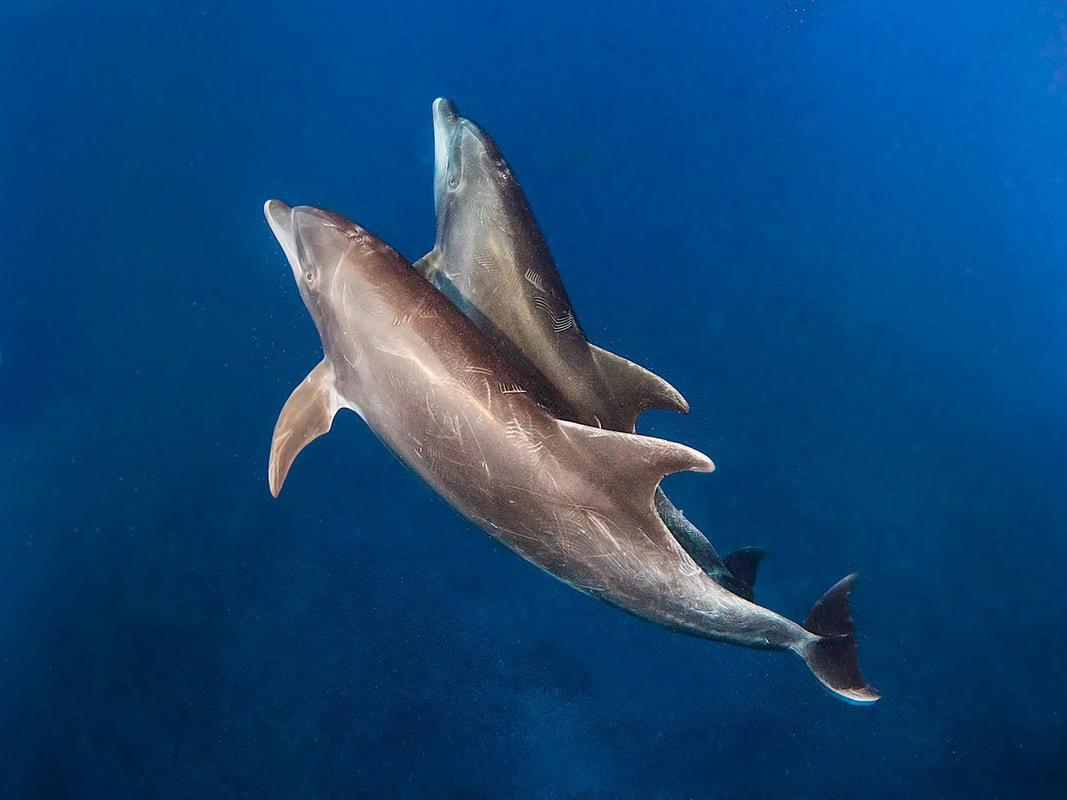 2 dolphins swimming with their backs to the camera man while diving Socorro Islands