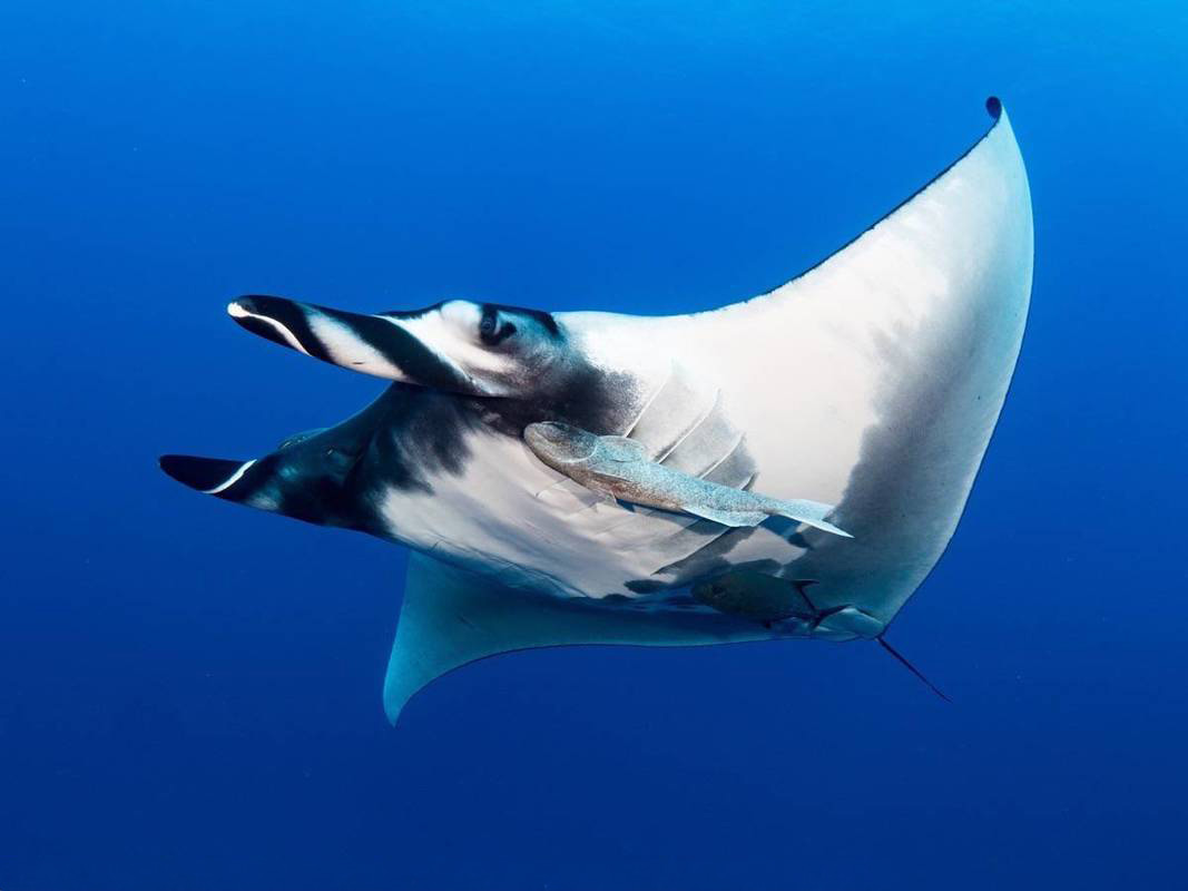 Flying Manta passing by the camera in Socorro on a dive. Like giving a high five.