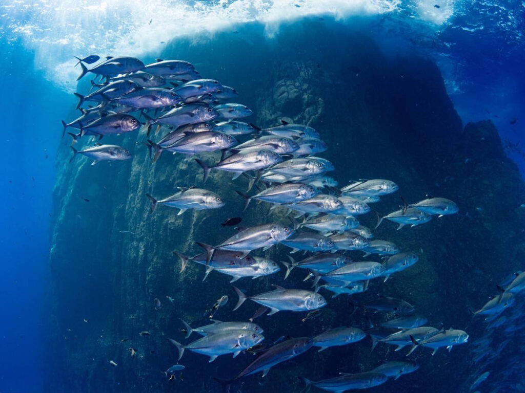 School of Jacks swimming in front of an outcrop, spotted while diving in Socorro