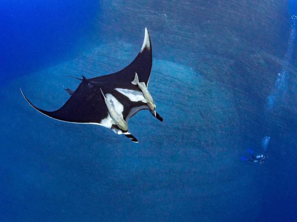 Aerial view underwater of manta gliding by below.