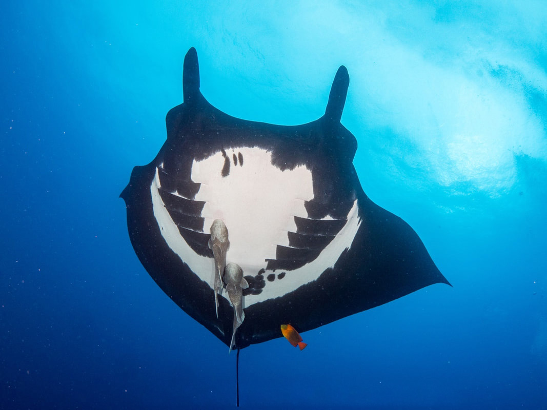 Manta underbelly at Socorro - mostly black with big white patch.