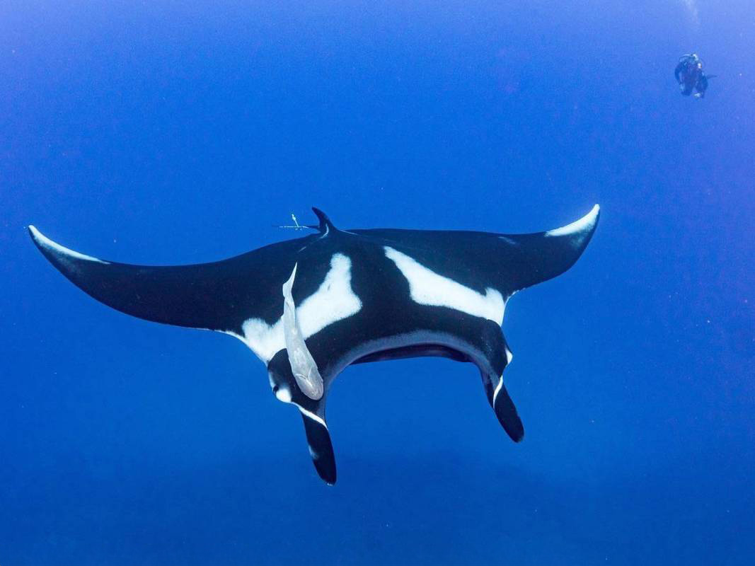 Giant Manta at Socorro swimming toward camera, and heading downwards.
