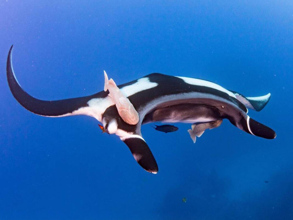 Manta swimming toward the camera, mandibles