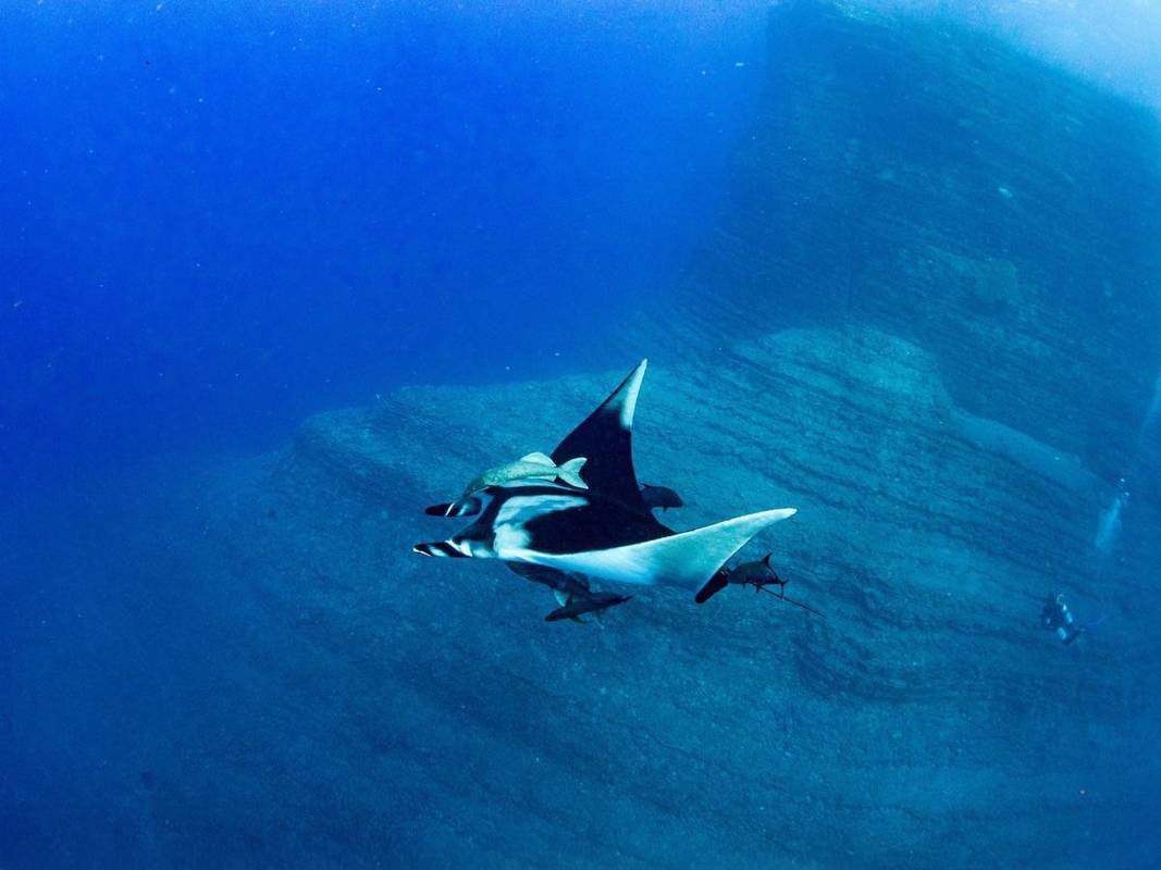 Manta gliding past the camera man, wings both up as it flies effortlessly through the water.