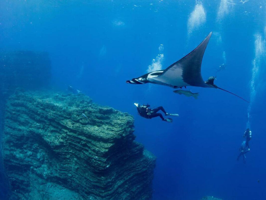 Manta Ray swimming over a diver in Socorro