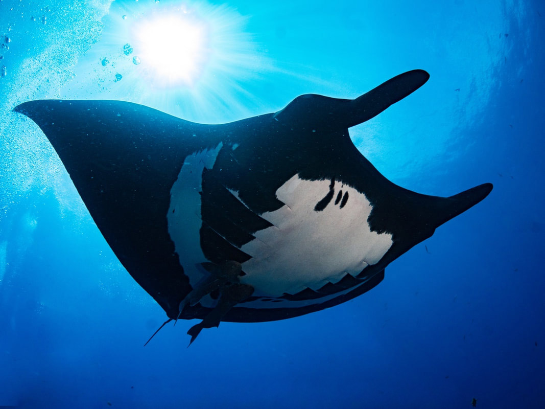 Manta under belly, swimming over the camera man, diving in Socorro. The manta ray is primarily black with a large white patch on its belly.