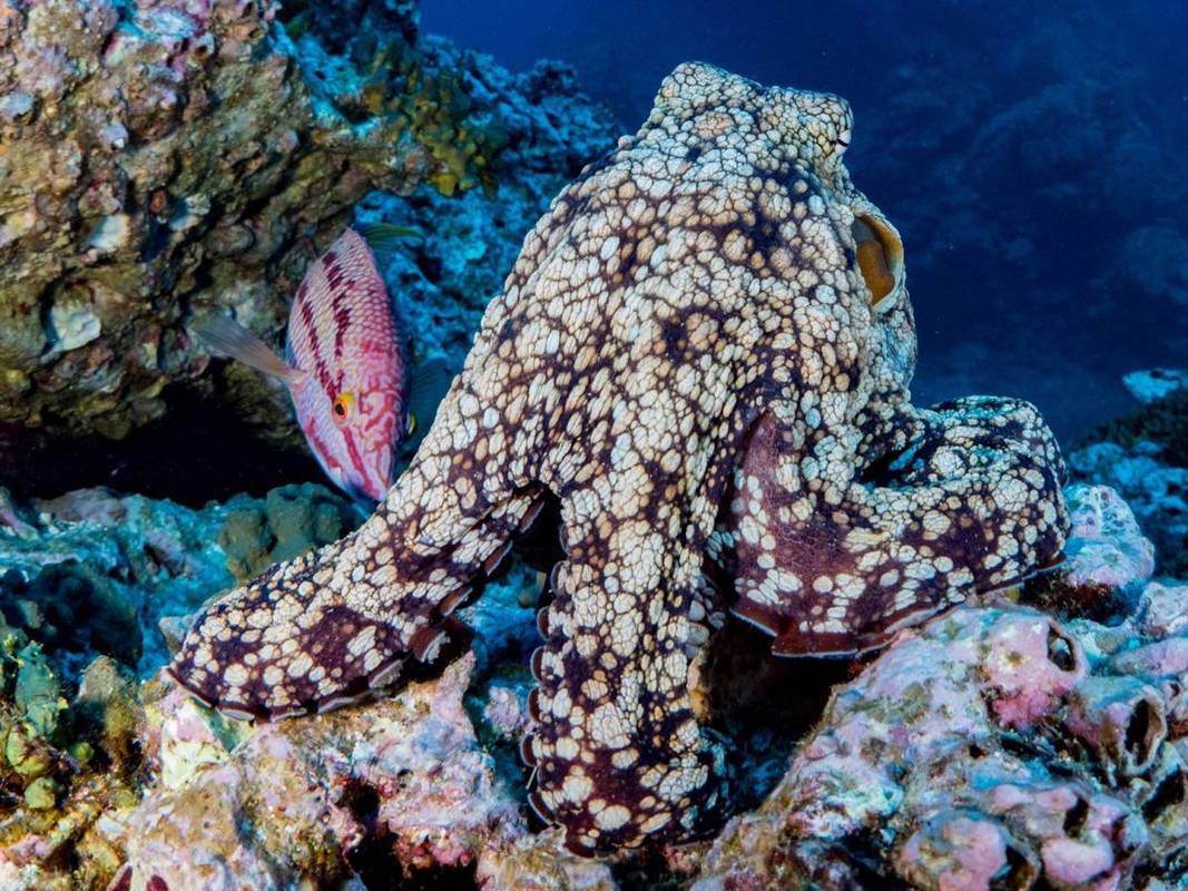 Octopus camoflauging itself with the reef at Socorro