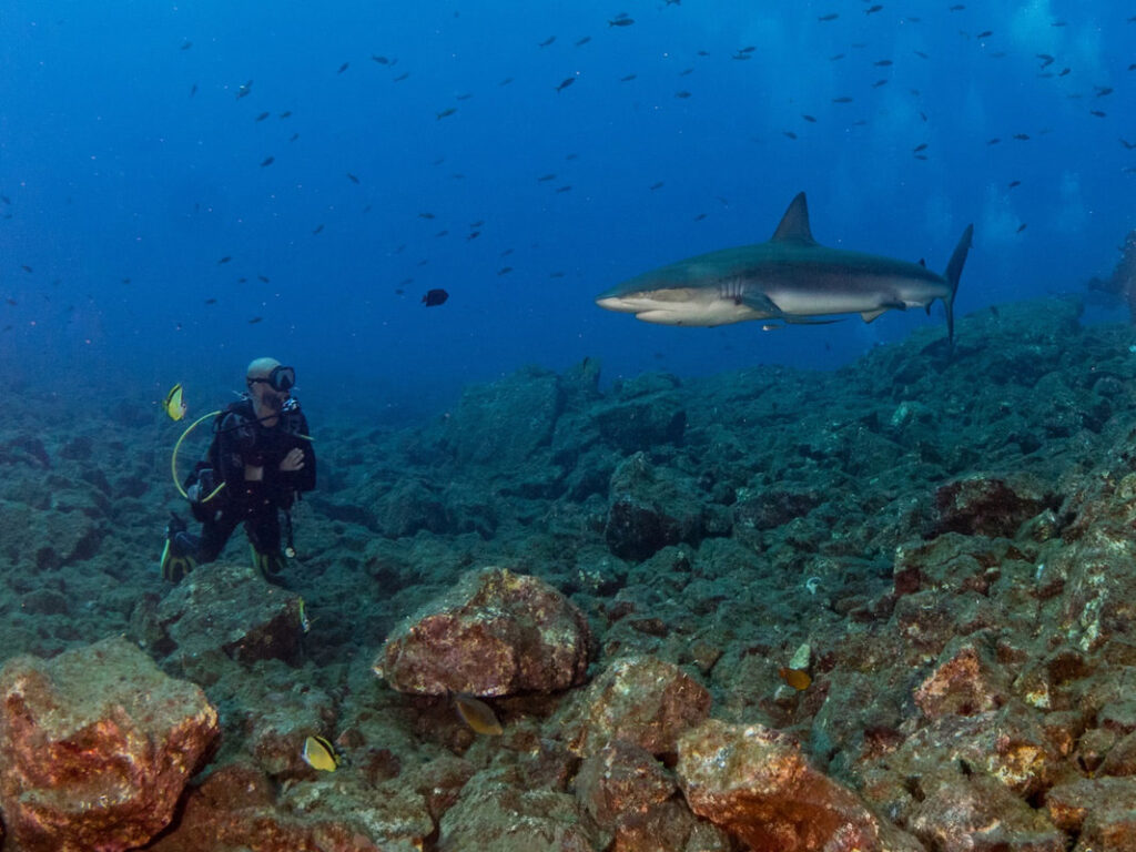Socorros diver hovering above the reef with shark swimming straight at him.