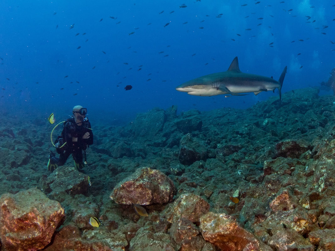 Socorros diver hovering above the reef with shark swimming straight at him.