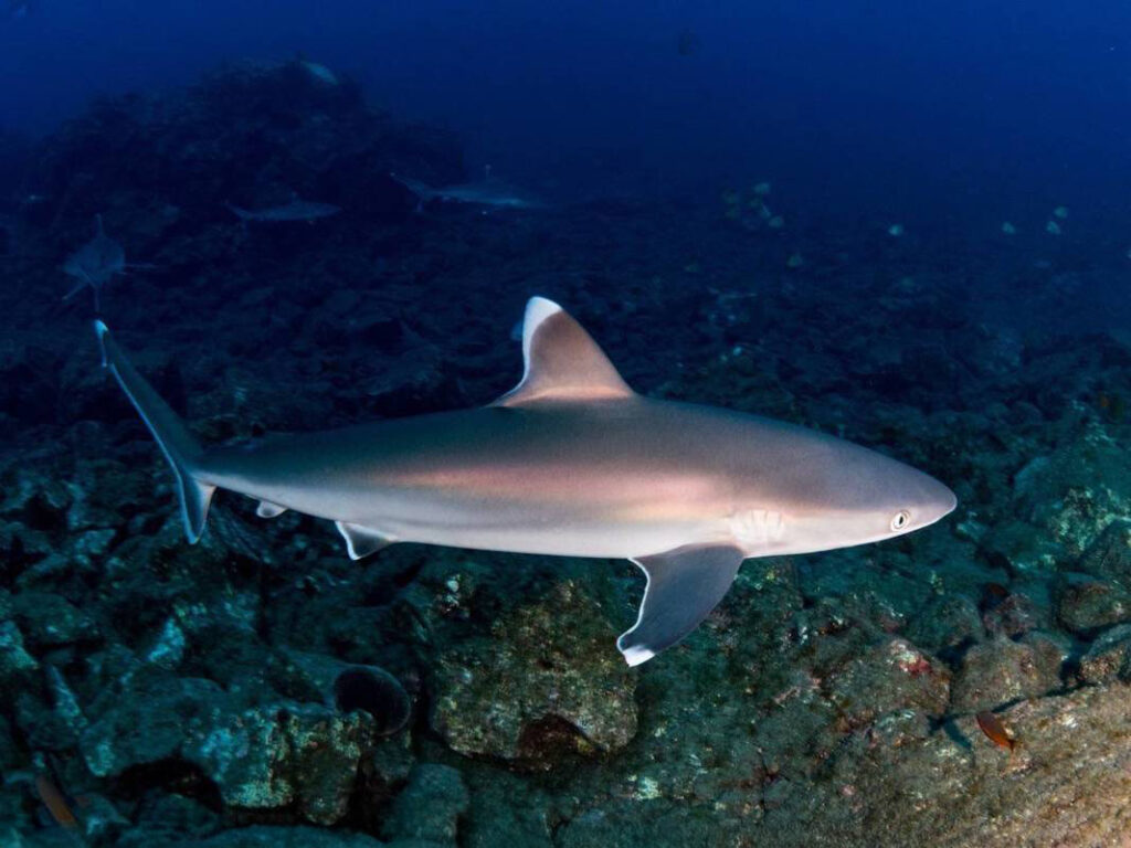 Silver Tip Shark swimming by with reef below it at Socorro