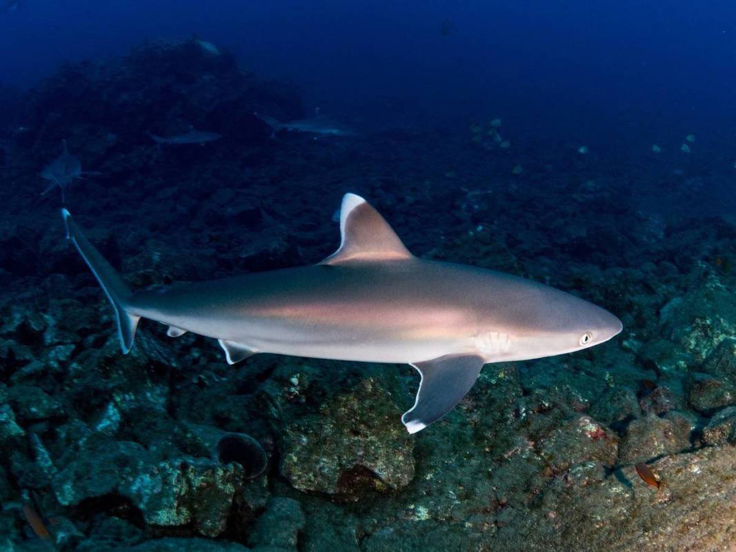 Silver Tip Shark swimming by with reef below it at Socorro