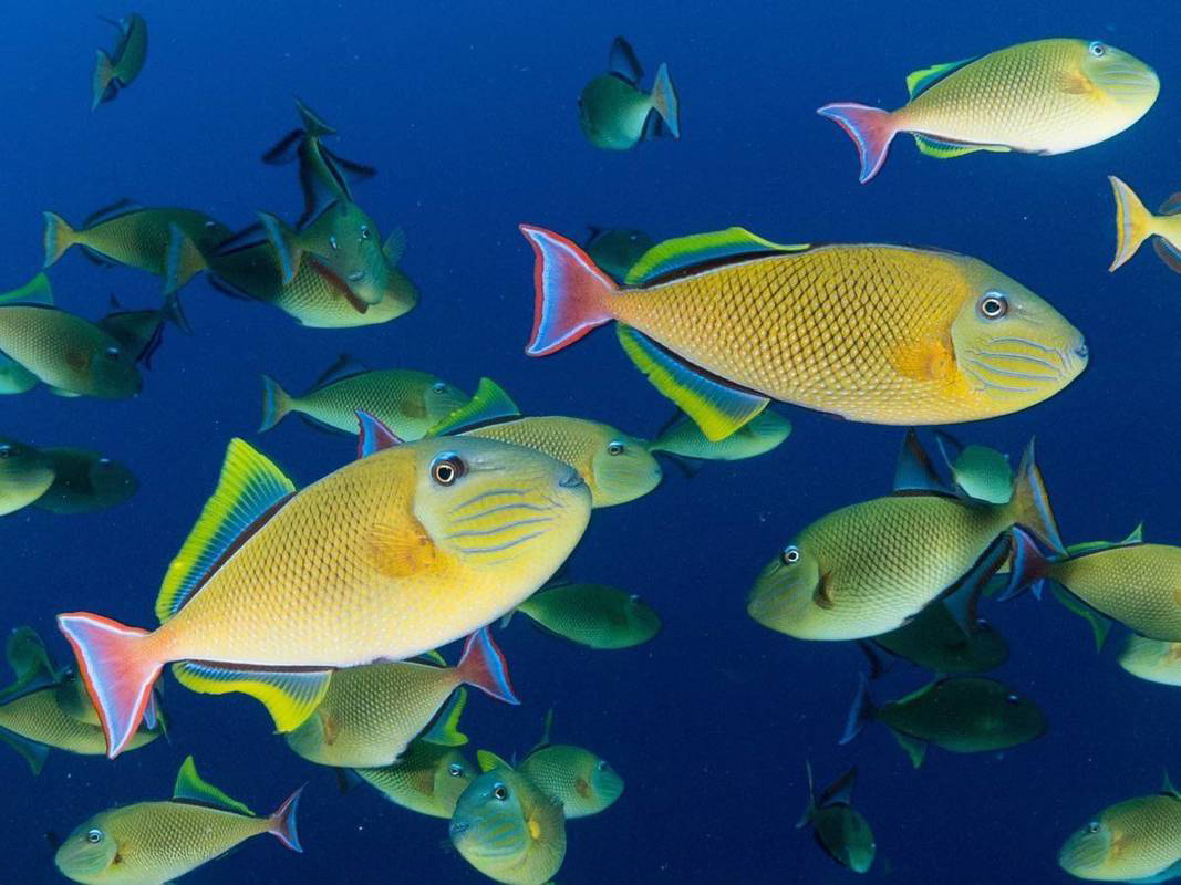 Redtail triggerfish at Socorro while diving