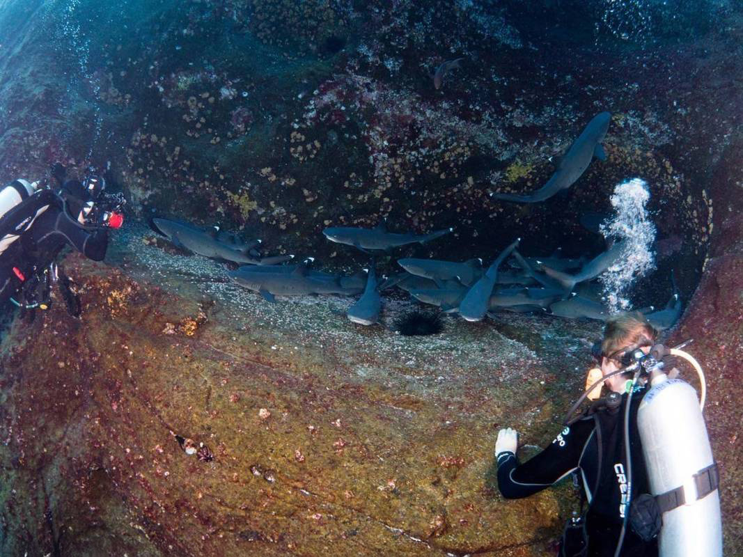 Divers observing a "nest" of white tips reef sharks resting in an overhang in Socorro